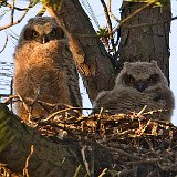 10SB6433 Great-horned Owlets in Nest